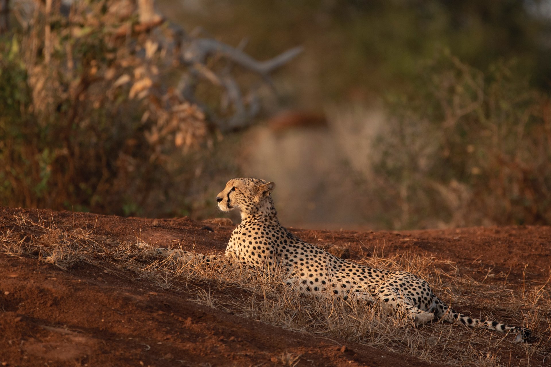 Cheetah watching from a termite mound at golden hour