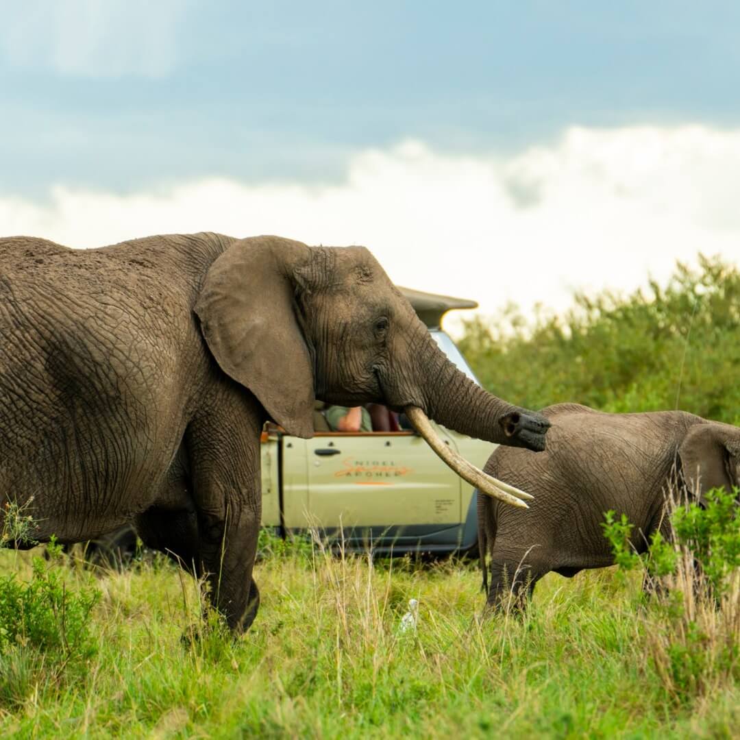 Elephant herd crossing a track in Meru National Park