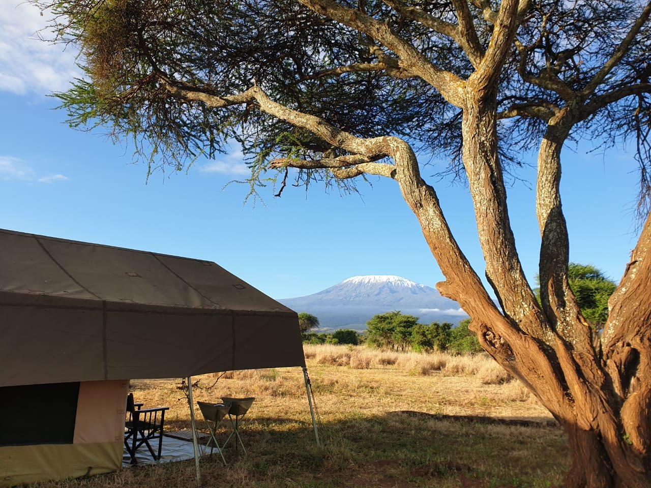 Mobile Camp tent under an acacia with Mt. Kilimanjaro on the horizon