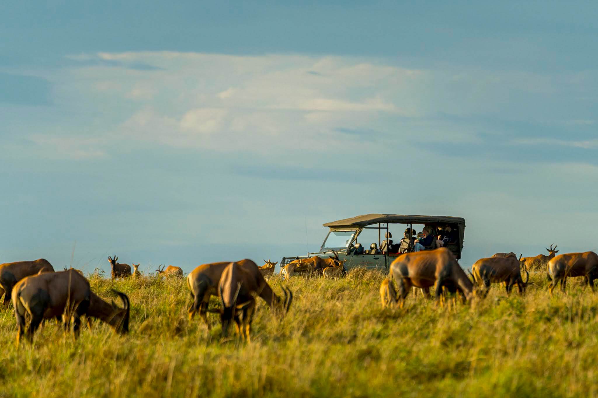 Topi grazing in the Mara with a safari vehicle in the background