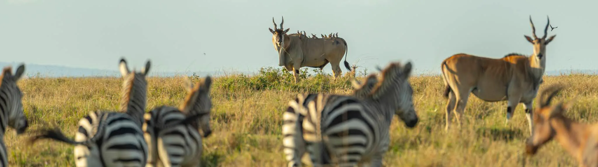 Zebra on the move at sunset, Serengeti