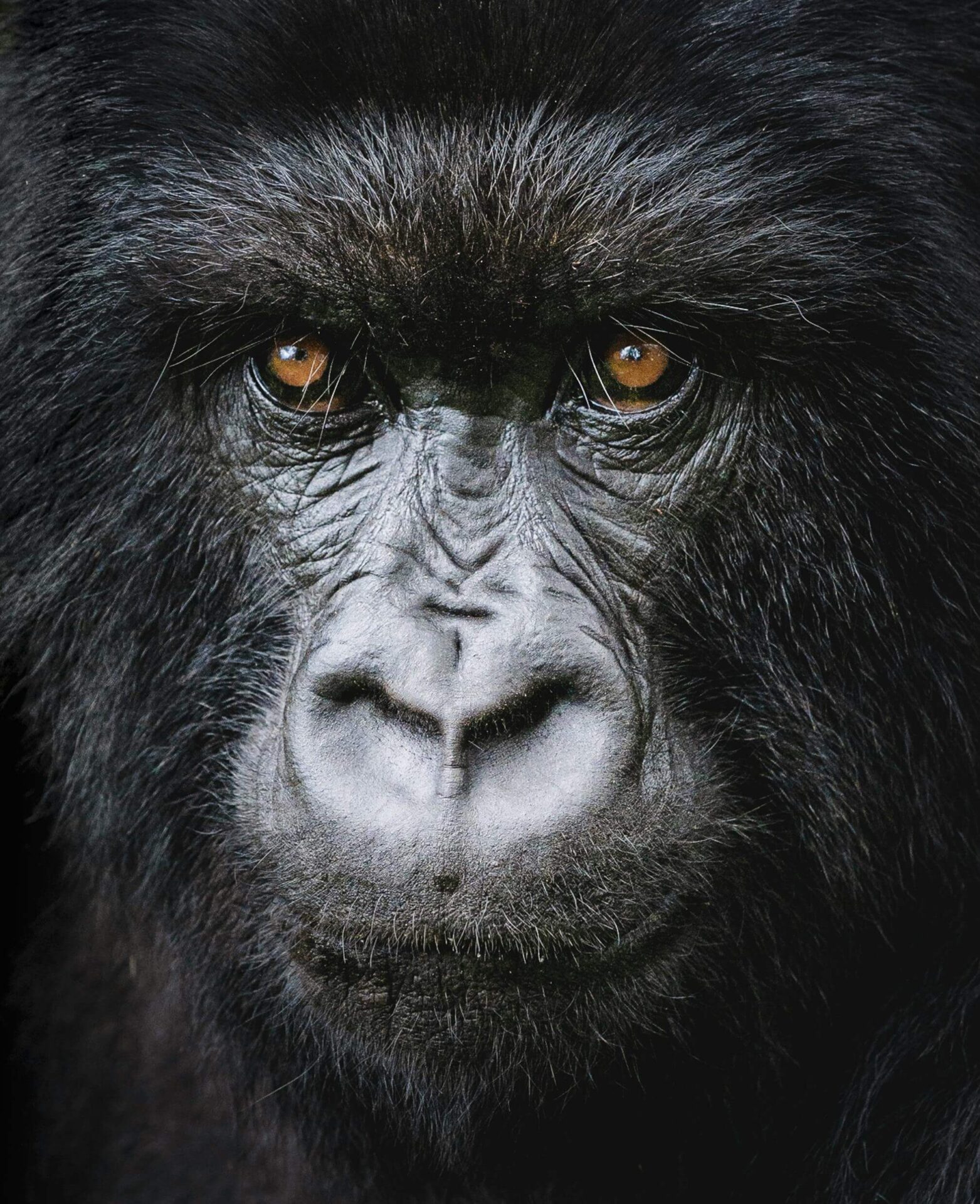 Rwanda_Gorilla (1)